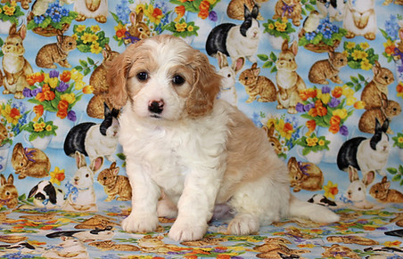 Casper -- 6 weeks old pic 2.jpg