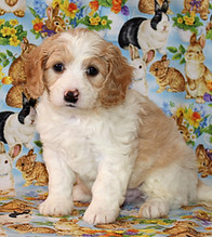 Casper -- 6 weeks old pic 2.jpg