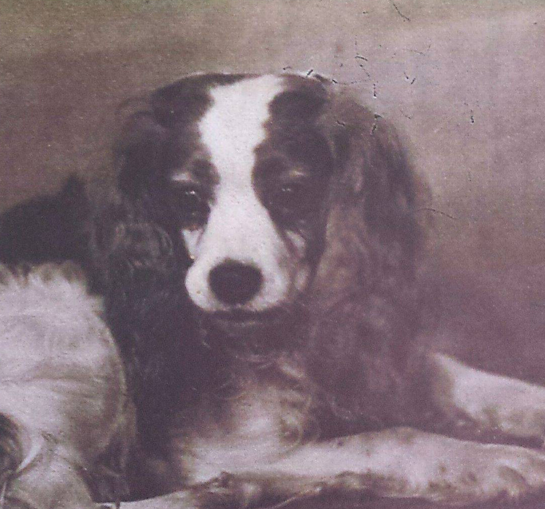 CAVALIER Breed History pleasantmeadows