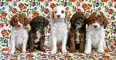 Maewyn and Reuben's Fall 2024 Cavapoos -
