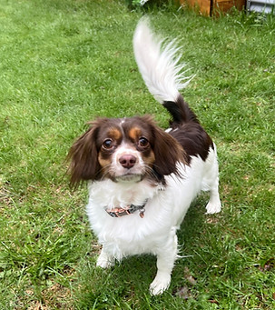 Tibby -- May 2026 -14_edited.jpg