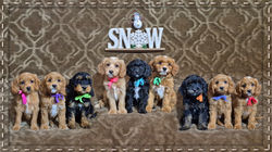 Adaeze and Leo's 2025 Puppies -- 8 weeks old with frame-1