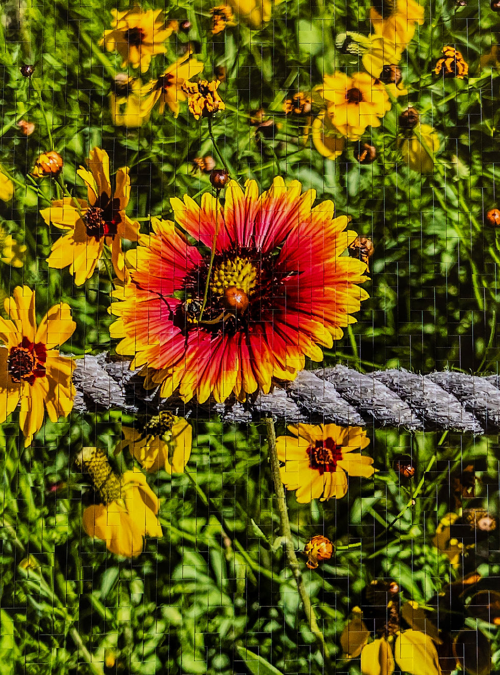GOOD DAY SUNSHINE II