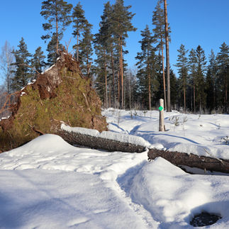 Stor rotvälta i snön på grön slinga i Kottmosseskogen