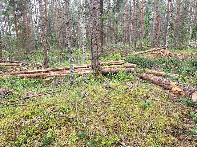Fällda trädstammar längs etapp 23 i skogsterräng.