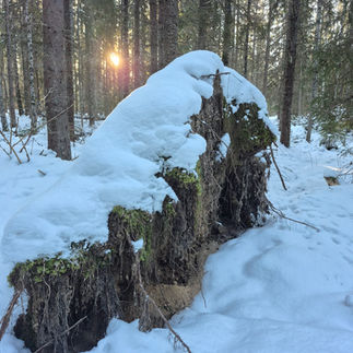 Solen lyser mellan träden i Kottmosseskogen