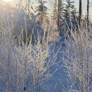 Fokusbild frusna grenar