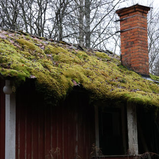 Mossigt tak på ett litet ödehus vid kandelabergranen