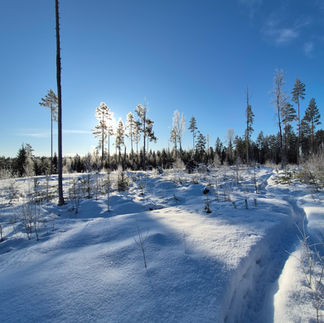 Solen lyser över ett vintrigt landskap på grön slinga i Kottmosseskogen