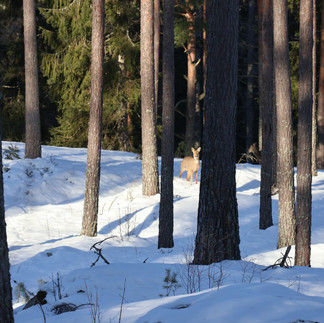 Ett rådjur syns i skogarna vid Kolarbyn