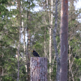 Koltrast Malingsbo