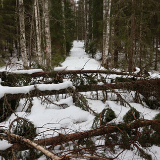 Här blev det lite agilityträning i skogen
