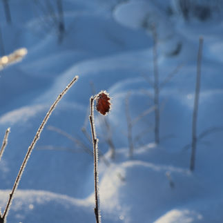 Närbild fruset löv