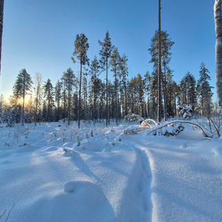 Grön slinga Rönningen