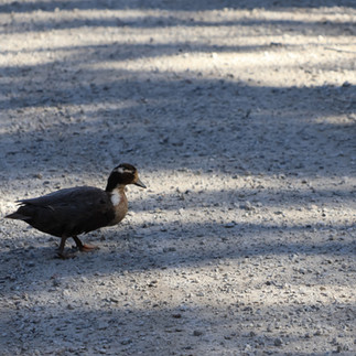 Denna gick med två vanliga gräsänder. Unge? Tamanka? Blåanka?