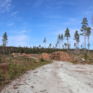 Skoterspår, avverkningsväg vid sockengränsen Fagersta/Norberg