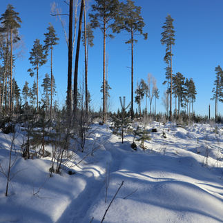 Vackert vinterlandskap i Fagerstaskogarna