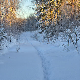 Spår i snön