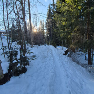 Snöig upptrampad stig i Kottmosseskogen i Fagersta