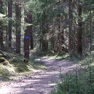 Kottmosseskogen Blå slinga