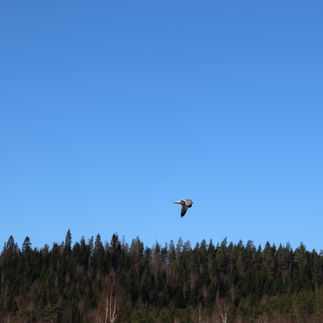 Mås