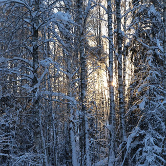 Sol mellan trädstammar