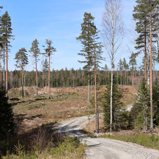 Skoterspår/avverkningsväg mellan Fagersta/Norberg