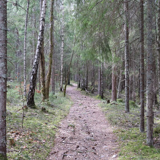 MTB-spår