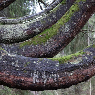Kandelabergranen i Semla närbild på grenarna som är stora som timmerstockar