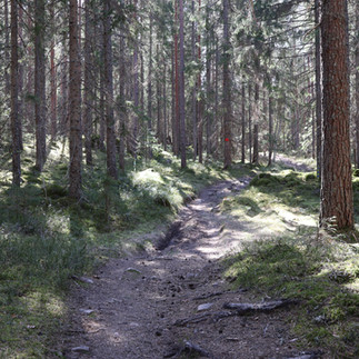 Kottmosseskogen