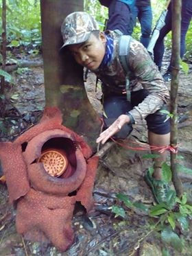 blooming Rafflesia