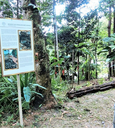 STINGLESS BEE FARM