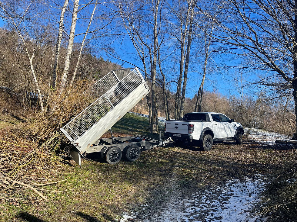 Baumschnitt- und Baumpflege Arbeiten