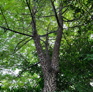 El Museo vivo de Malinalco