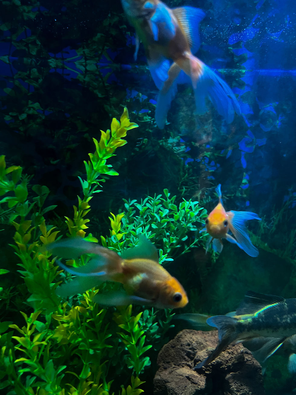 El Museo vivo de Malinalco