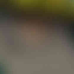 Galería de Arte del Genoma Mesoamericano