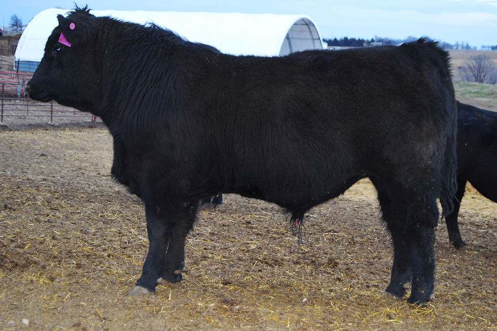 Nemaha Man in Black 5007