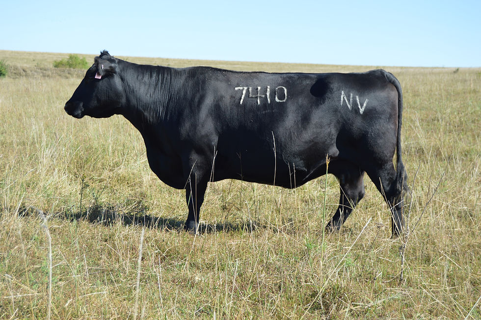 Cow 7410.JPG