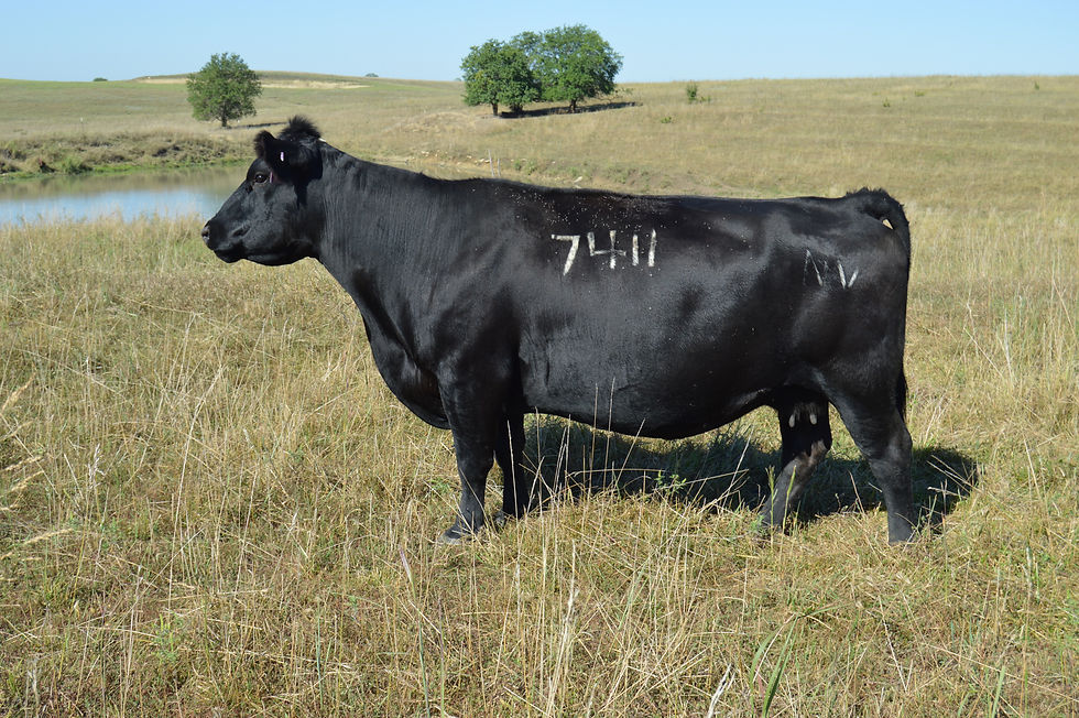 Cow 7411.JPG