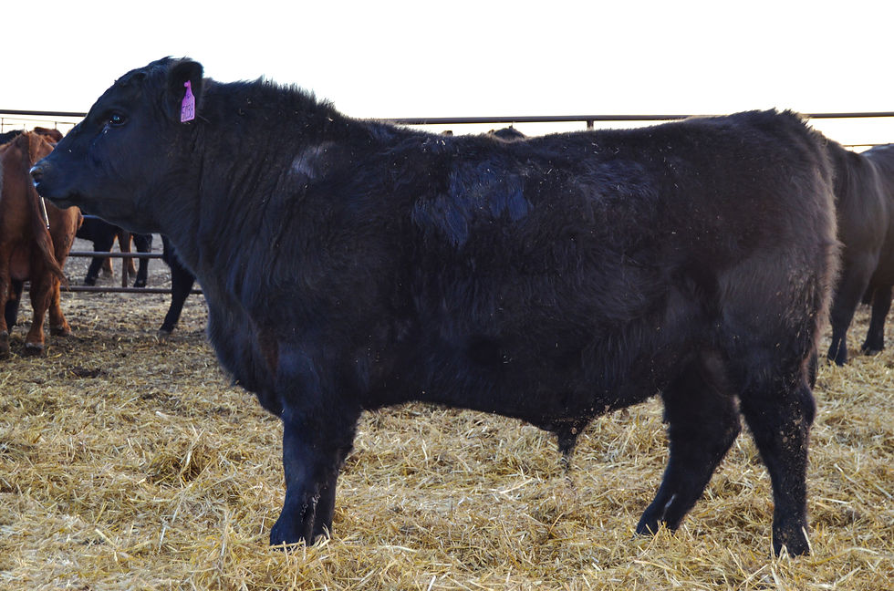 Nemaha True Grit 5038