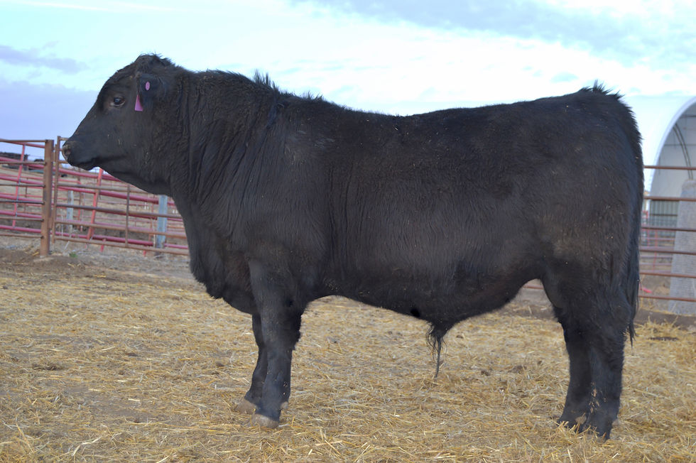 Nemaha Jameson 5014