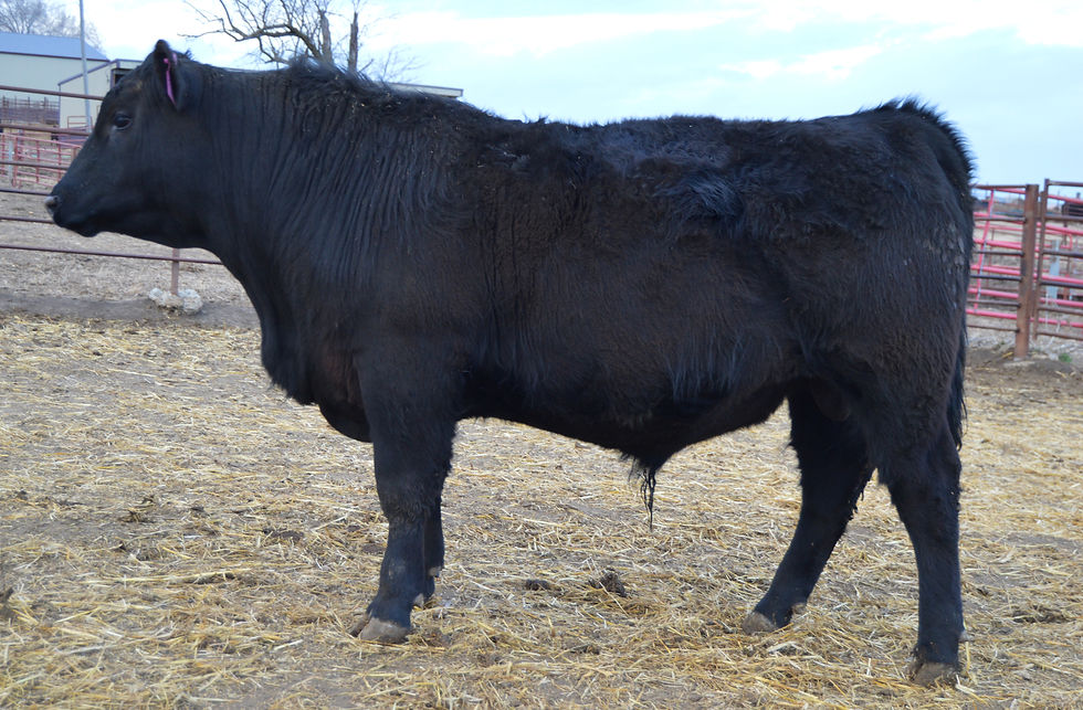Nemaha Jameson 5039