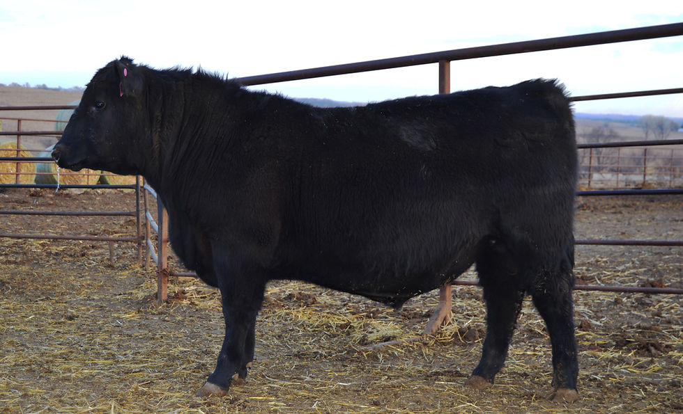 Nemaha Legacy 5056