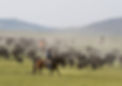 wyoming-cattle-herding-cowboy (1).jpg