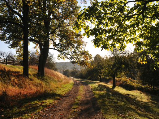 The Fall Equinox: A Pause for Awareness and Intention