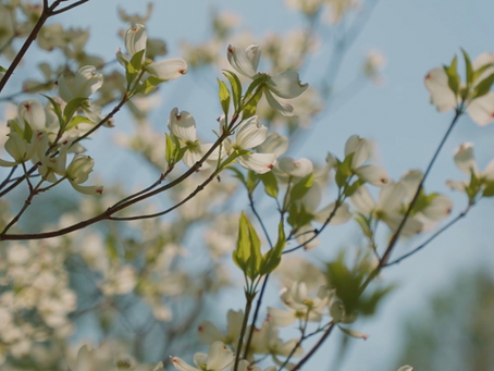May Schedule, Puppy Yoga, FREE Yoga Nidra & Fun Things To Do