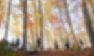 Screen Shot 2022-11-10 at 3.54_edited.jpg