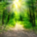 Bild_Wald.png