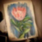 watercolour king protea