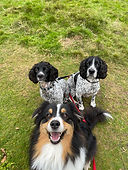 Group Dog Walking